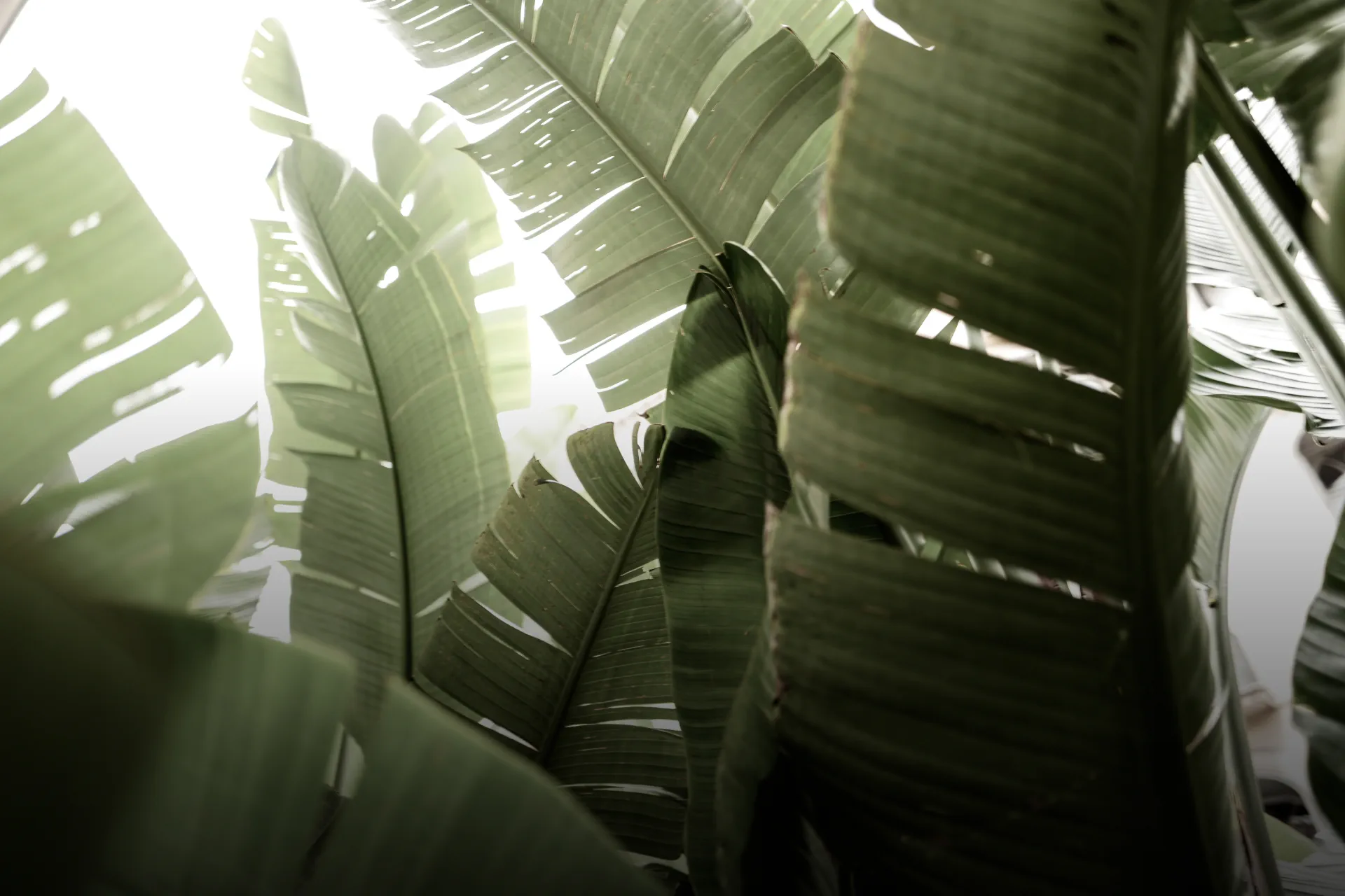 Nullam viverra est ullamcorper 2 blogger4 blog pic10