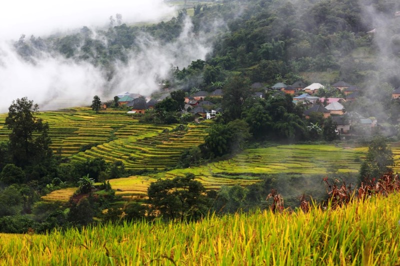 Du-lich-tay-bac-mua-lua-chin-de-dam-say-mot-ve-dep-yeu-kieu-vang-ong-3