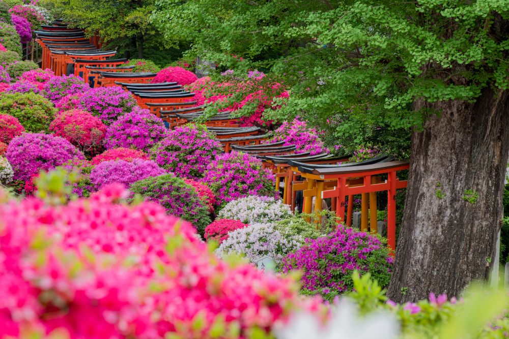 Kham-pha-5-cong-torii-nhat-ban-doc-dao-7